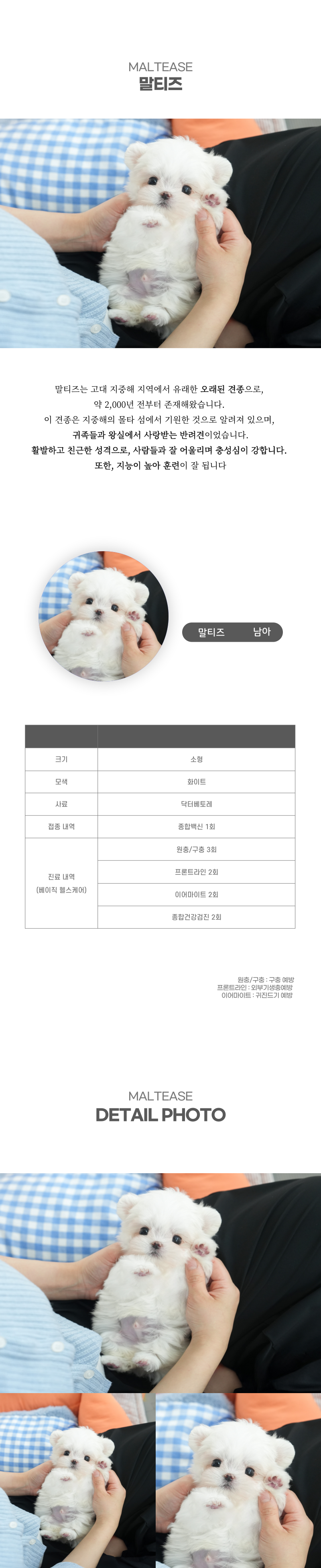 말티즈_상세이미지_2